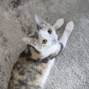 MILLE