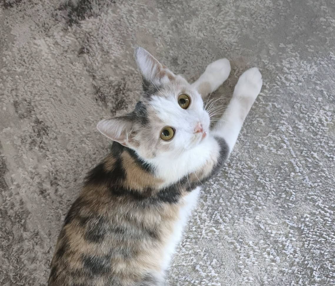 MILLE