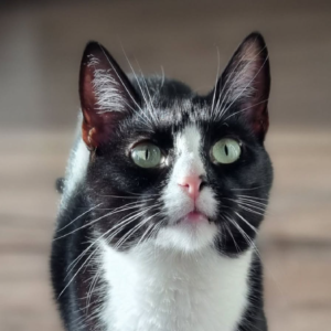 FETA