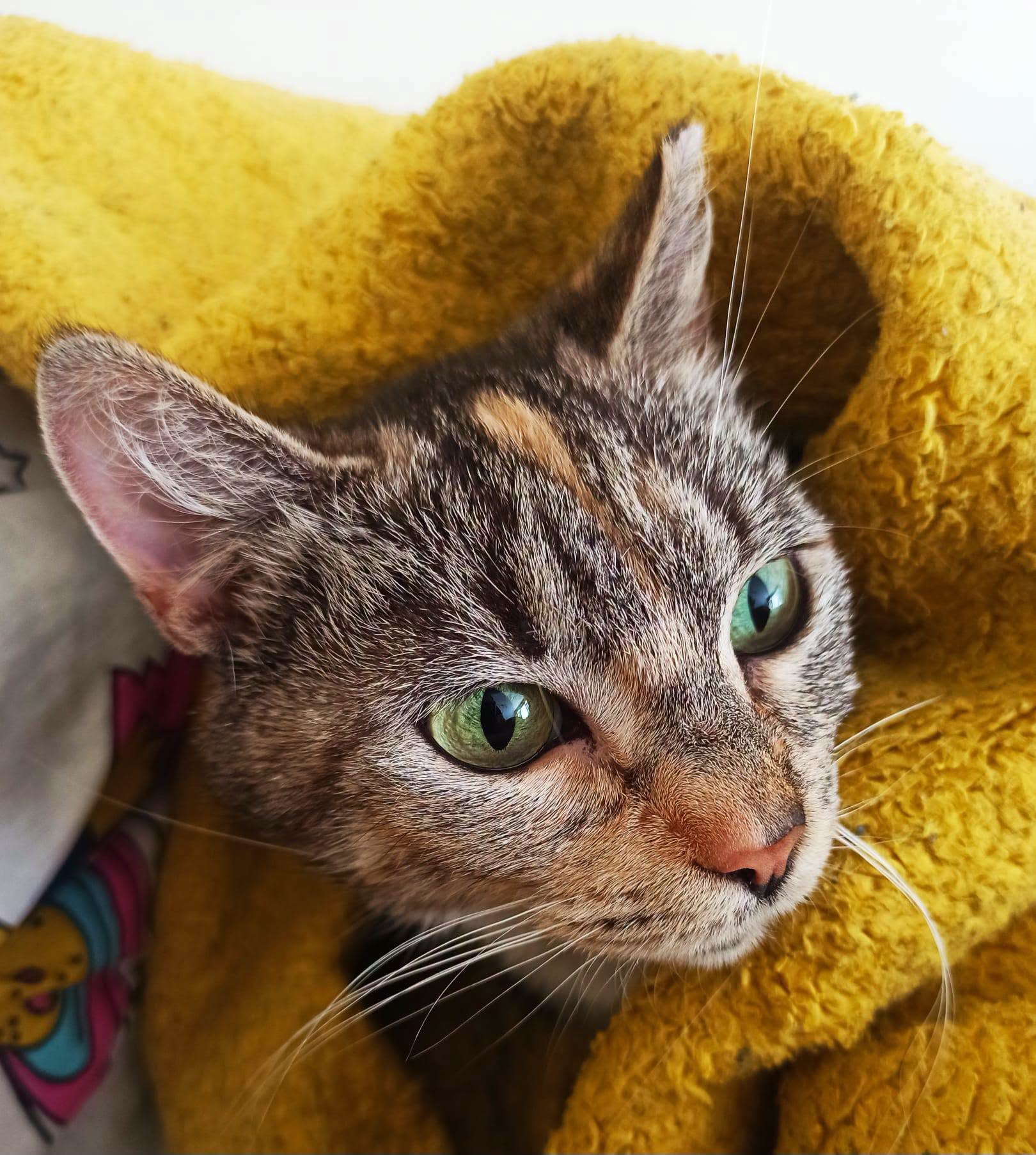 ENIJA