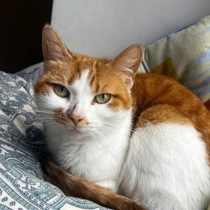 DŽINDŽERA