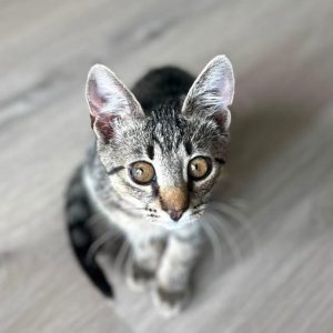 KIKO