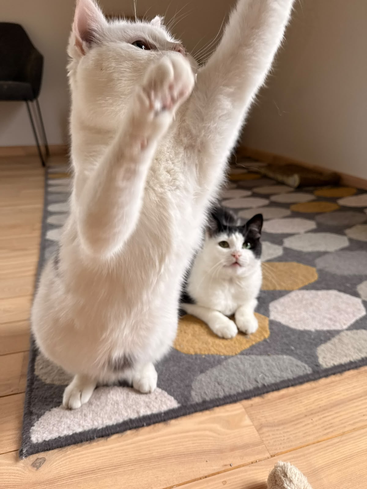 KOCIŅŠ un STUMBRIŅŠ - Image 9