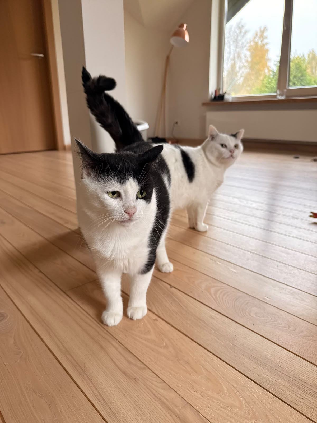 KOCIŅŠ un STUMBRIŅŠ - Image 13