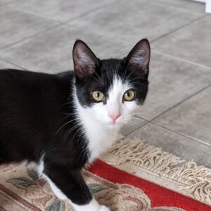 OREO